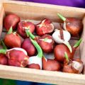 How and where is it better to store tulip bulbs, rules and choice of place