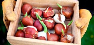 How and where is it better to store tulip bulbs, rules and choice of place