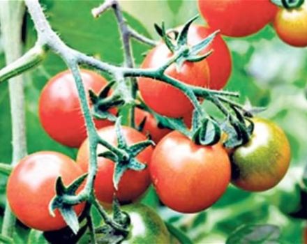 Characteristics and description of the tomato variety King of the Early, its yield