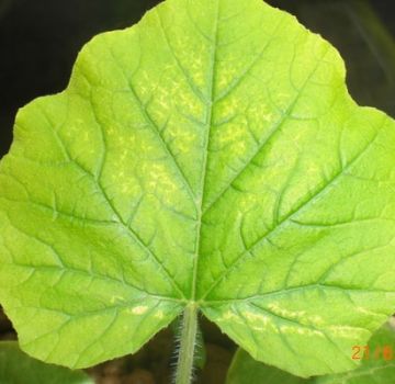 What to do if cucumbers have pale leaves, how to feed