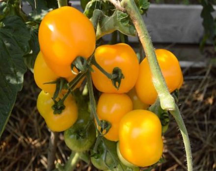 Description of the tomato variety Amber Heart and its characteristics