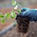 ¿Cómo y cuándo es mejor trasplantar clemátides en otoño o primavera a un nuevo lugar?