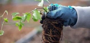 Kaip ir kada geriau Clematis persodinti rudenį ar pavasarį į naują vietą