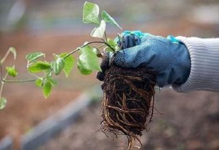 Comment et quand est-il préférable de transplanter des clématites à l'automne ou au printemps dans un nouvel endroit