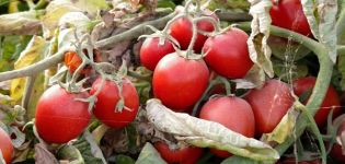 Description of Donna Anna tomato variety and its characteristics