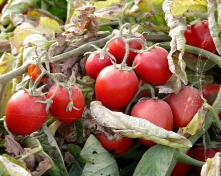 Description of Donna Anna tomato variety and its characteristics