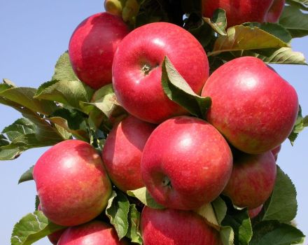 Descripción y características de la manzana columnar de la variedad Ostankino, plantación y cuidado.