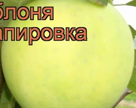 Description and characteristics of apple varieties Papirovka, advantages and disadvantages, cultivation