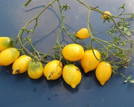 Paglalarawan ng iba't ibang kamatis na Citrus Garden at mga katangian nito