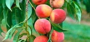 The best ways to propagate a peach and agricultural practices