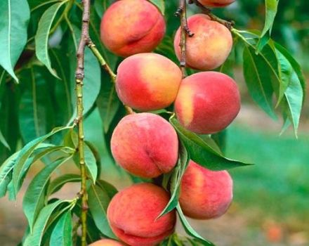 The best ways to propagate a peach and agricultural practices