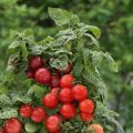 Las mejores variedades de tomates cherry de bajo crecimiento para campo abierto.