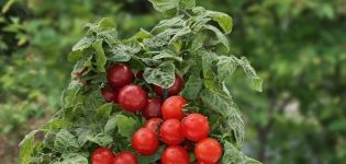 Las mejores variedades de tomates cherry de bajo crecimiento para campo abierto.