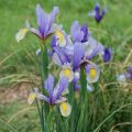 Beschrijving van variëteiten van bolvormige irissen, planten en verzorgen in het open veld