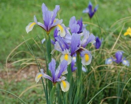 Description of varieties of bulbous irises, planting and care in the open field