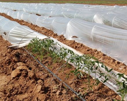 Cuándo quitar la película de las plántulas de tomate.