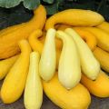 Description des meilleures variétés de courgettes jaunes pour la consommation et la culture