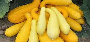 Description des meilleures variétés de courgettes jaunes pour la consommation et la culture