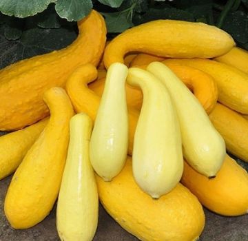 Descripción de las mejores variedades de calabacín amarillo para consumo y cultivo.