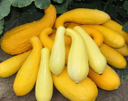 Description of the best varieties of yellow zucchini for consumption and cultivation