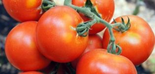 Description and characteristics of the tomato variety Martha F1