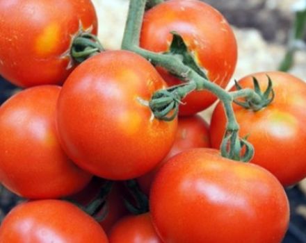 Description and characteristics of the tomato variety Martha F1