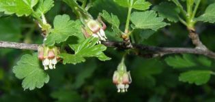 Reasons why gooseberries do not bear fruit and what to do for treatment