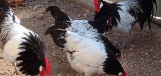 Description of Lackenfelder chickens, breeding and keeping conditions