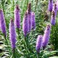 Planting, growing and caring for Liatris in the open field