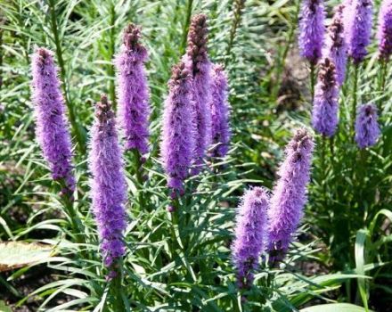 Plantar, cultivar y cuidar Liatris en campo abierto