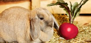 Quoi et comment nourrir le lapin après la naissance et comment augmenter la production de lait