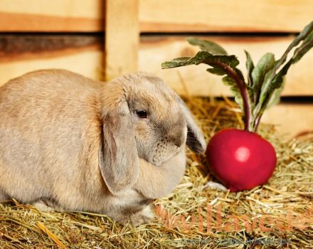 Mitä ja miten kaniinia ruokitaan syntymän jälkeen ja kuinka lisätä maidontuotantoa