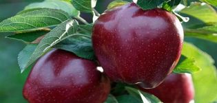 Descripción de la variedad de manzanas Black Prince y Johnaprince, propiedades útiles e historia.