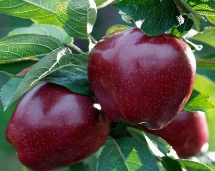 Description de la variété de pommes Black Prince et Johnaprince, propriétés utiles et histoire