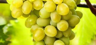 Description and characteristics of the grape variety Augustine, planting and care, growing regions