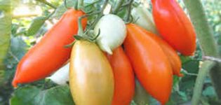  Description of the Palmira tomato variety, its characteristics and productivity