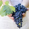 Qué se puede y qué no se puede plantar junto a las uvas, compatibilidad de plantas