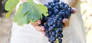 Qué se puede y qué no se puede plantar junto a las uvas, compatibilidad de plantas