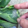 How to deal with aphids on cabbage using folk methods than to process at home