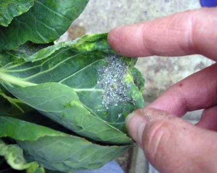 Cómo lidiar con los pulgones en el repollo usando métodos populares que procesar en casa