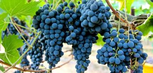 Description and characteristics of the Sangiovese grape variety, cultivation and care