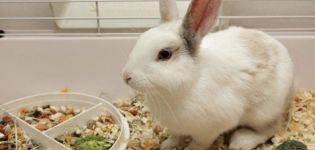 What cereals can and can not be given to rabbits, the benefits and harms of different types