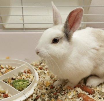 Qué cereales se pueden y no se pueden dar a los conejos, los beneficios y daños de diferentes tipos.