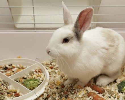 Qué cereales se pueden y no se pueden dar a los conejos, los beneficios y daños de diferentes tipos.