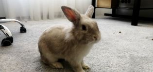 Vaut-il la peine d'avoir un lapin dans un appartement, les avantages et les inconvénients de le garder