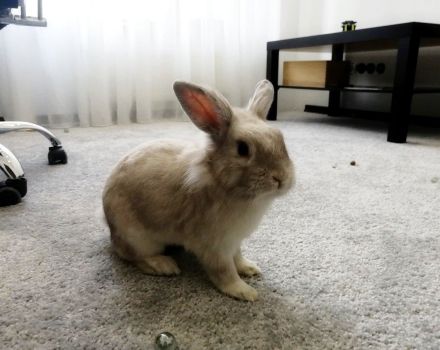 Vaut-il la peine d'avoir un lapin dans un appartement, les avantages et les inconvénients de le garder