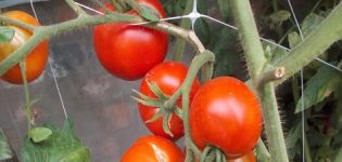 Ciri-ciri dan keterangan pelbagai tomato Dvortsovy, hasil