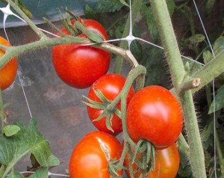 Caractéristiques et description de la variété de tomate Dvortsovy, rendement