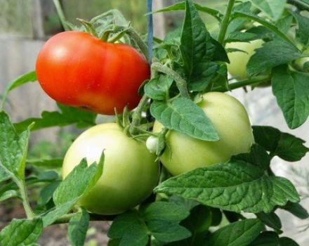 Características y descripción de la variedad de tomate Mashenka, rendimiento.