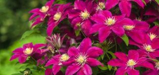 Descripciones de las mejores variedades de clematis 3 grupos de poda y las reglas para su cultivo.